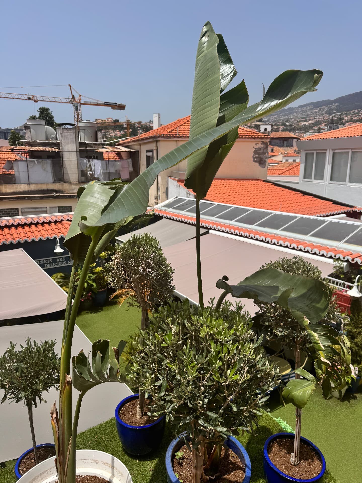 Banana plant and potted olives on the Flamingo rooftop with Funchal rooftops behind