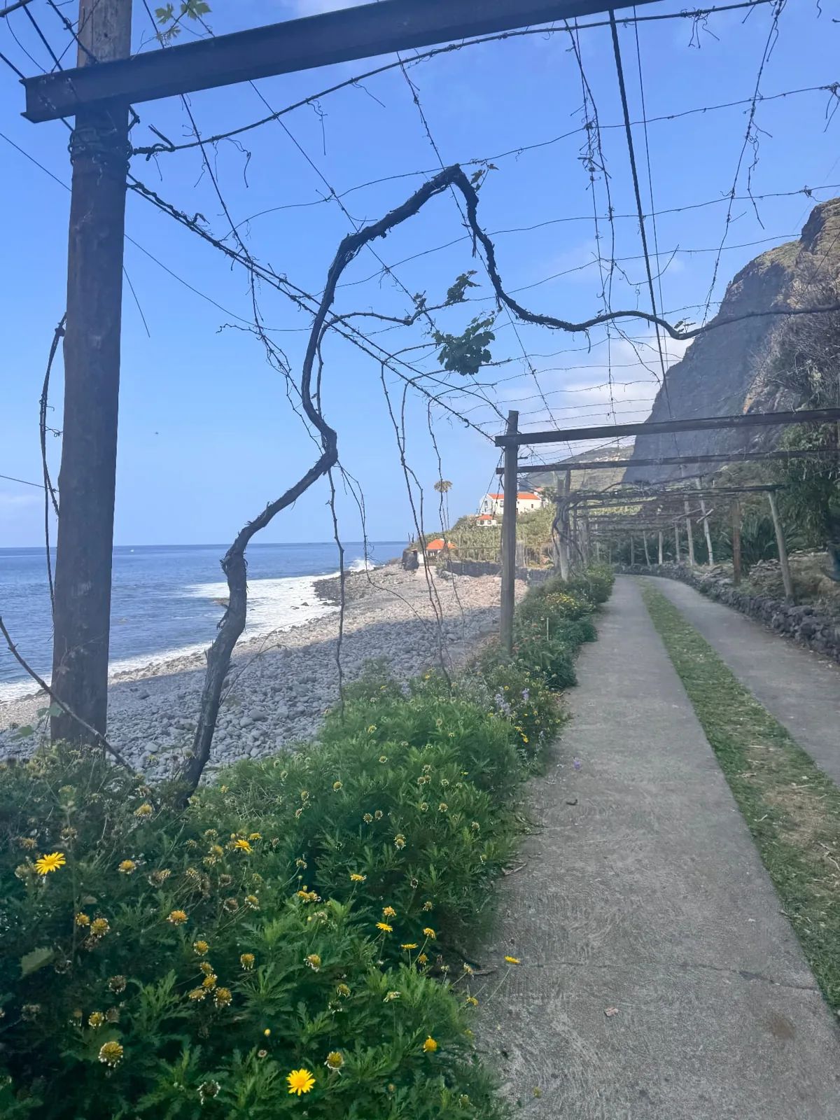 Old vine trellises and coastal path at Fajã dos Padres, Madeira