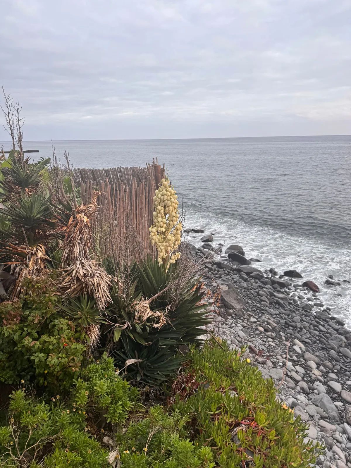 Yucca in flower above the rocky beach at Fajã dos Padres