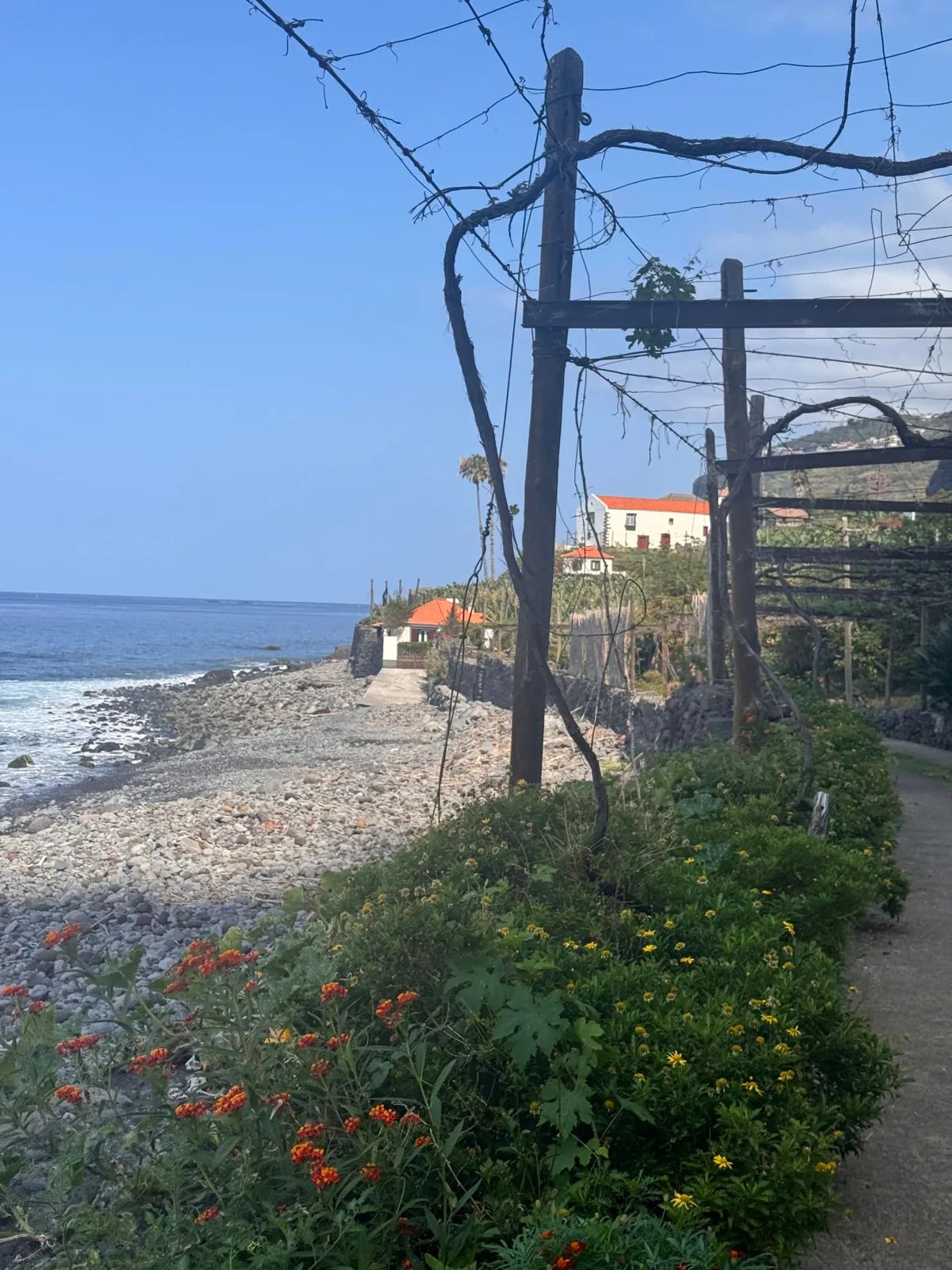 Vineyard pergola path along the rocky shore at Fajã dos Padres