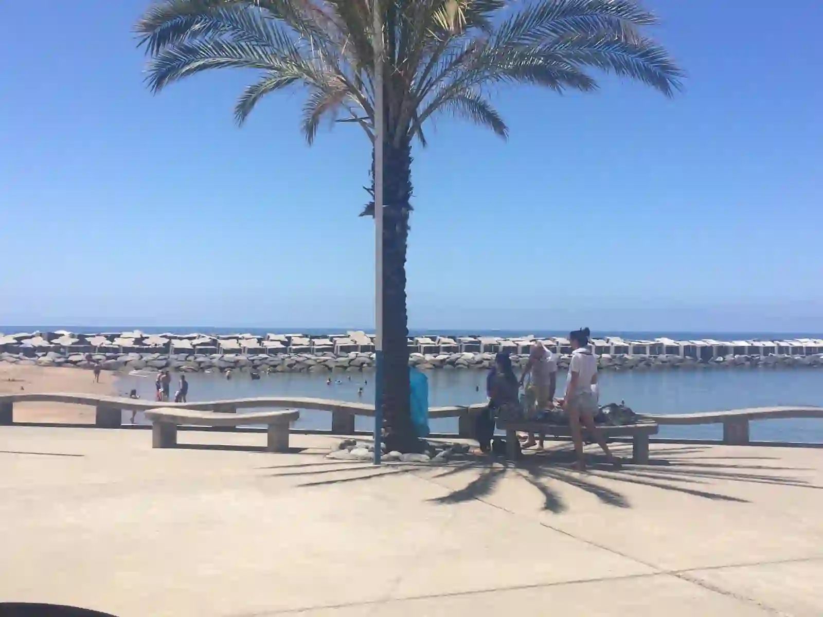 Palm tree and benches on the Praia da Calheta promenade