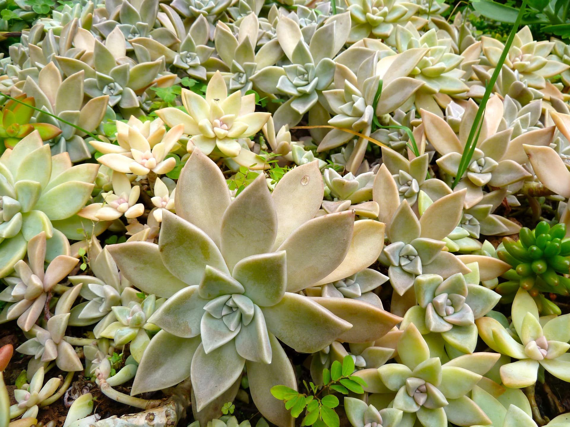 Pale graptopetalum succulents growing wild near Praia Formosa, Funchal, Madeira