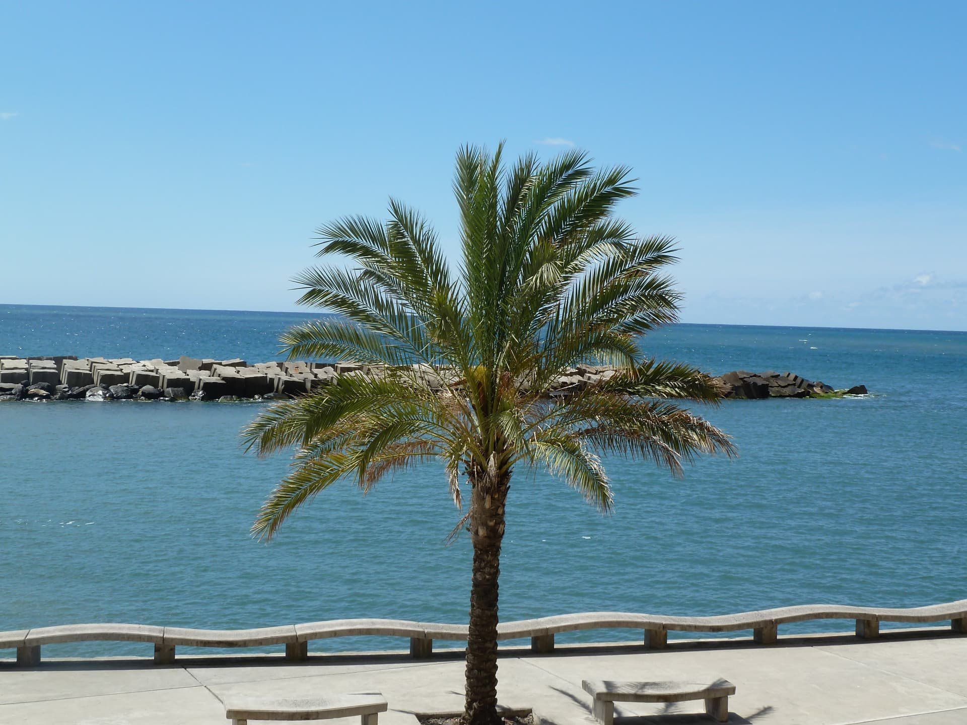 Single palm tree beside an ocean promenade and breakwater in Madeira.