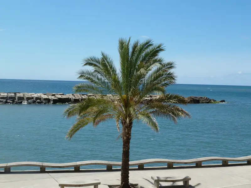 Single palm tree beside an ocean promenade and breakwater in Madeira.