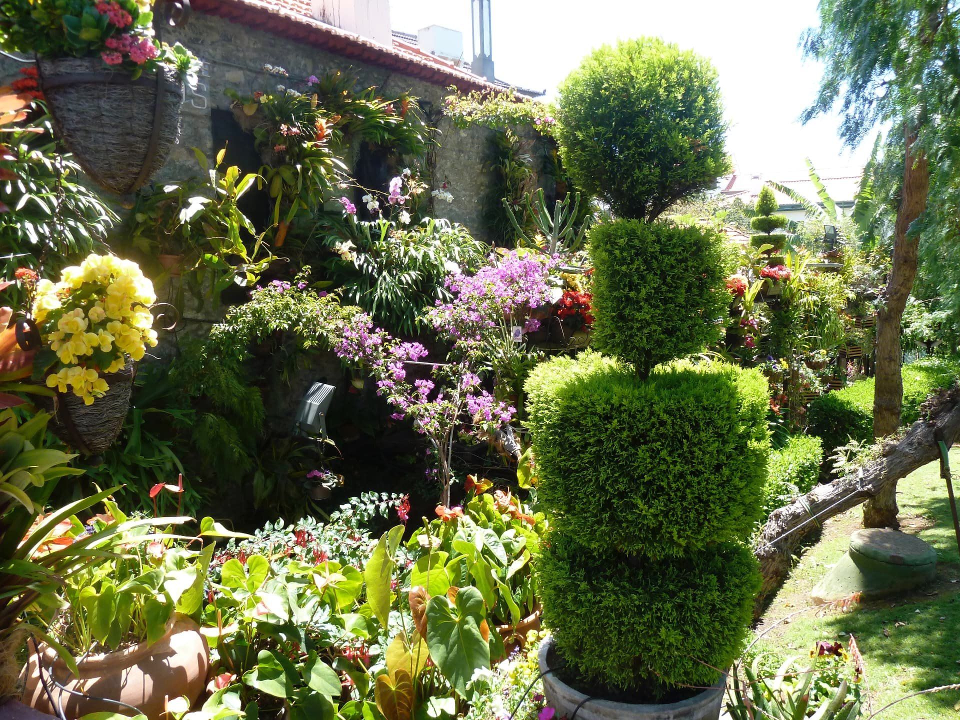 Densely planted Madeira garden full of tropical flowers, orchids and topiary.