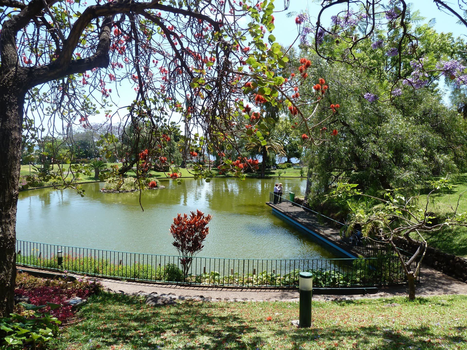 Ornamental pond in a landscaped Madeira garden beneath flowering trees.