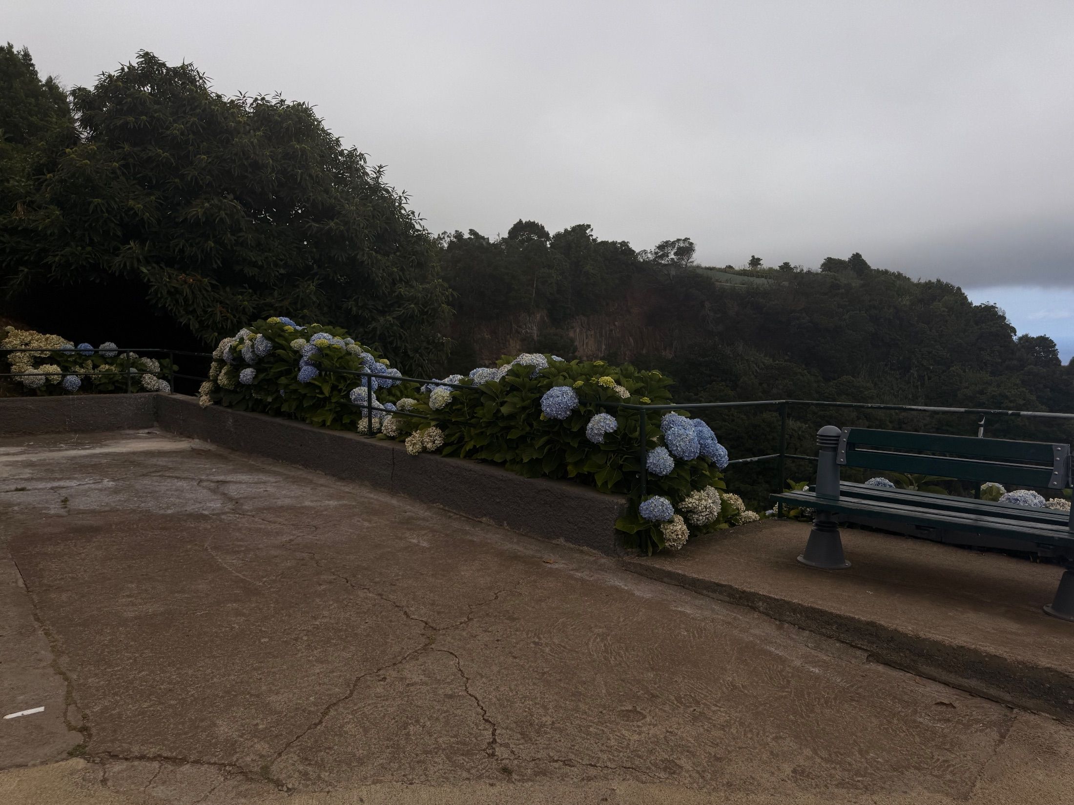 Bench beside blue and white hydrangeas overlooking a wooded hillside beneath low cloud