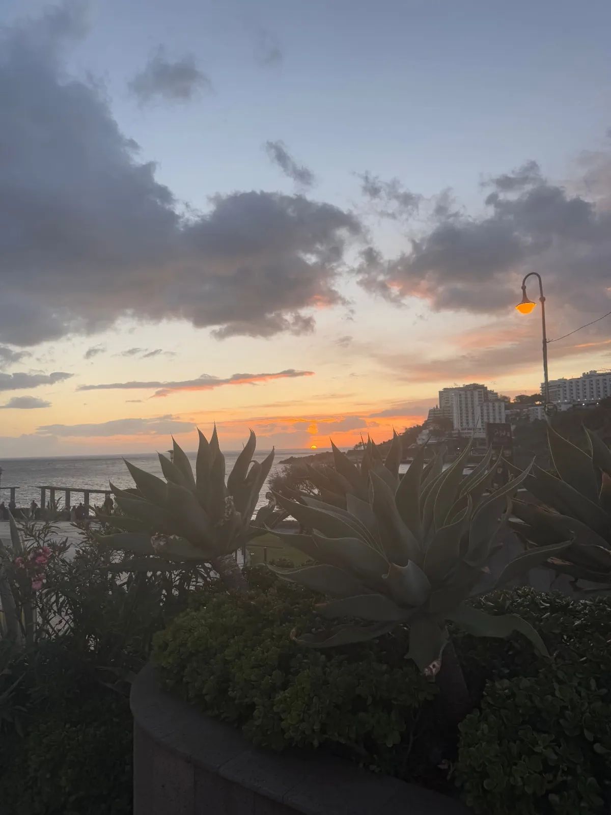 Agaves e o passeio marítimo do Lido ao pôr-do-sol, com os hotéis do Funchal a erguerem-se sobre o mar
