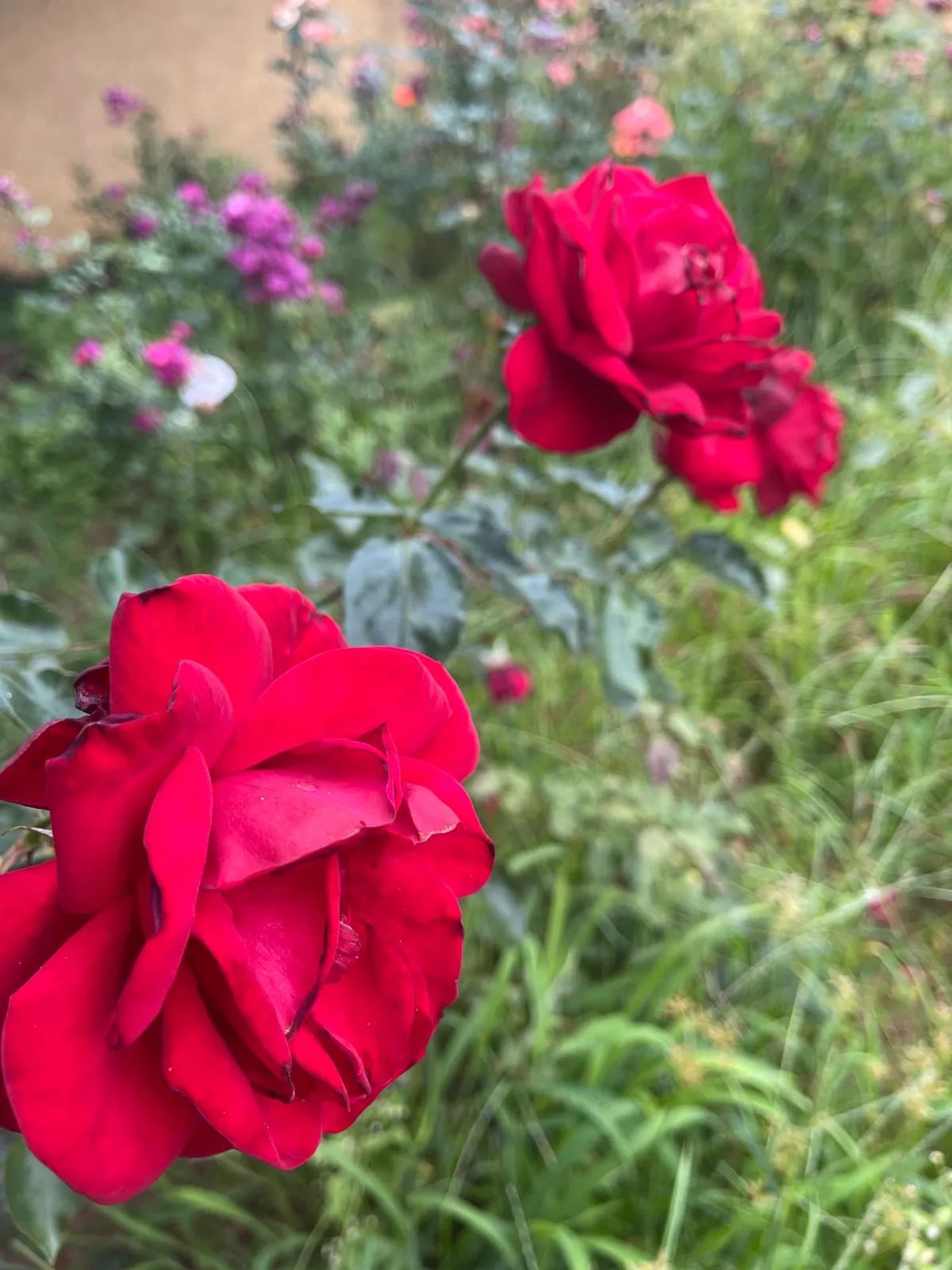 Deep red roses in bloom in the rose garden at Quinta do Arco beside Roseiral, Arco de Sao Jorge, Madeira