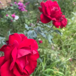 Deep red roses in bloom in the rose garden at Quinta do Arco beside Roseiral, Arco de Sao Jorge, Madeira
