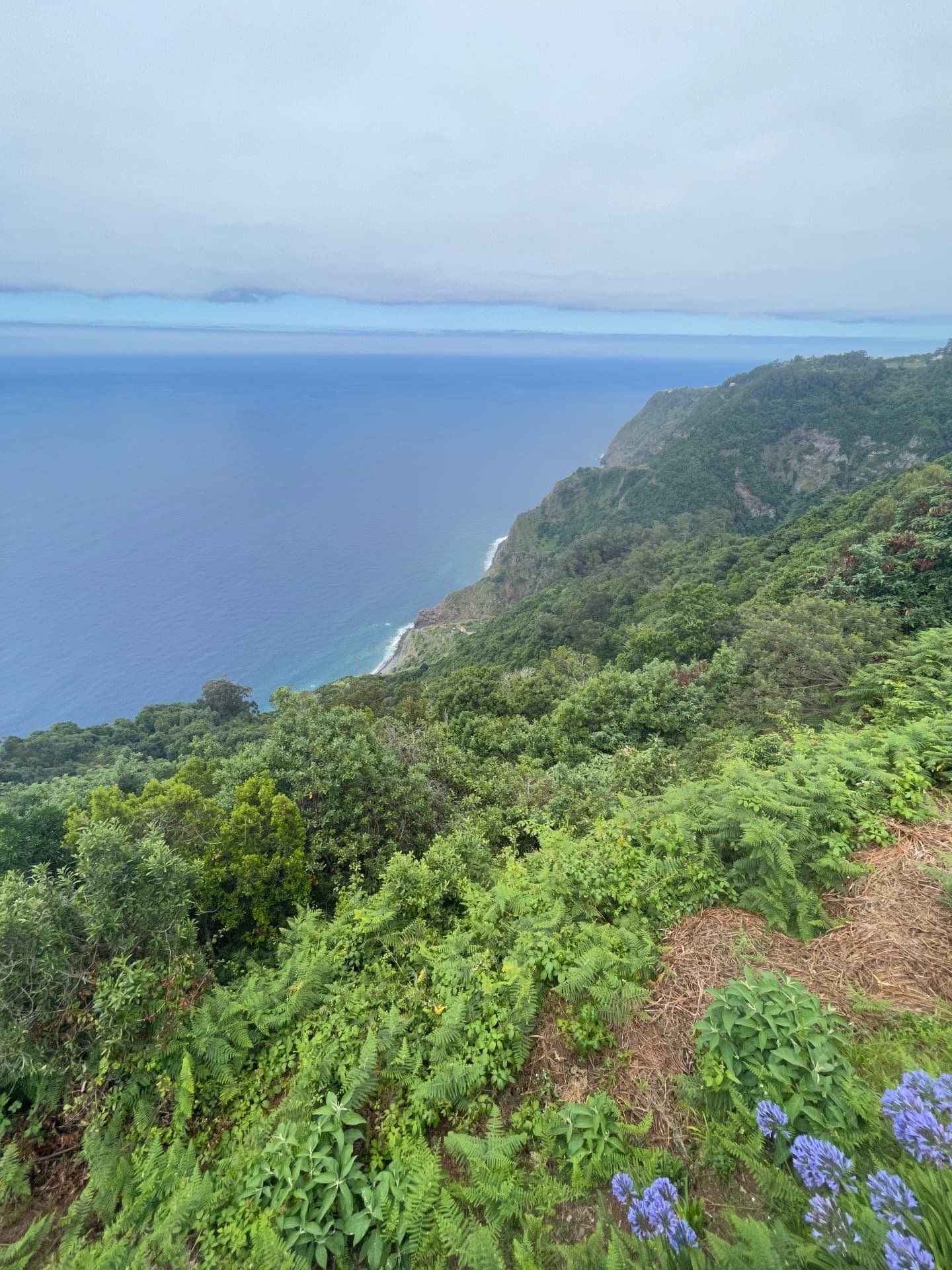 North coast view from above Arco de Sao Jorge with agapanthus and ferns in the foreground