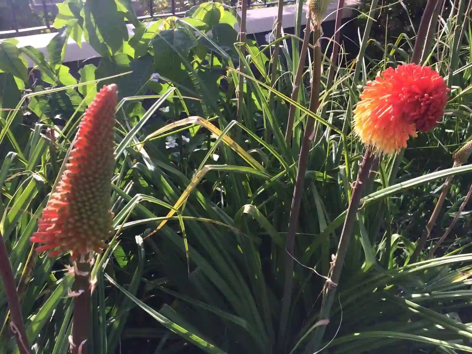 Espigas de flores de poker vermelho-ardente entre a erva alta no Estreito da Calheta