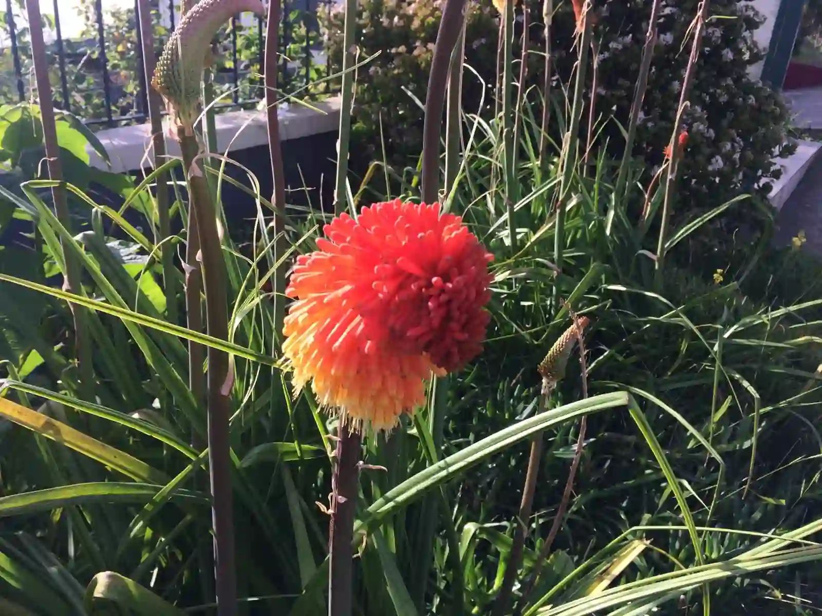 Grande plano de uma flor de «poker» em brasa a mudar de amarelo para vermelho