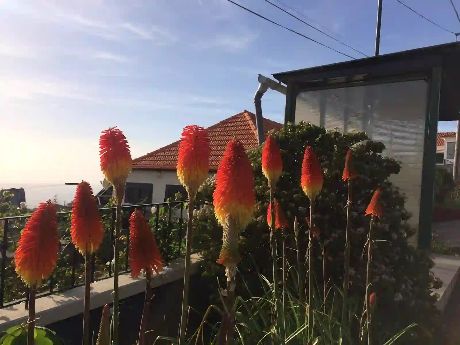Flores de «poker» em pleno esplendor num jardim no Estreito da Calheta, com o mar no horizonte