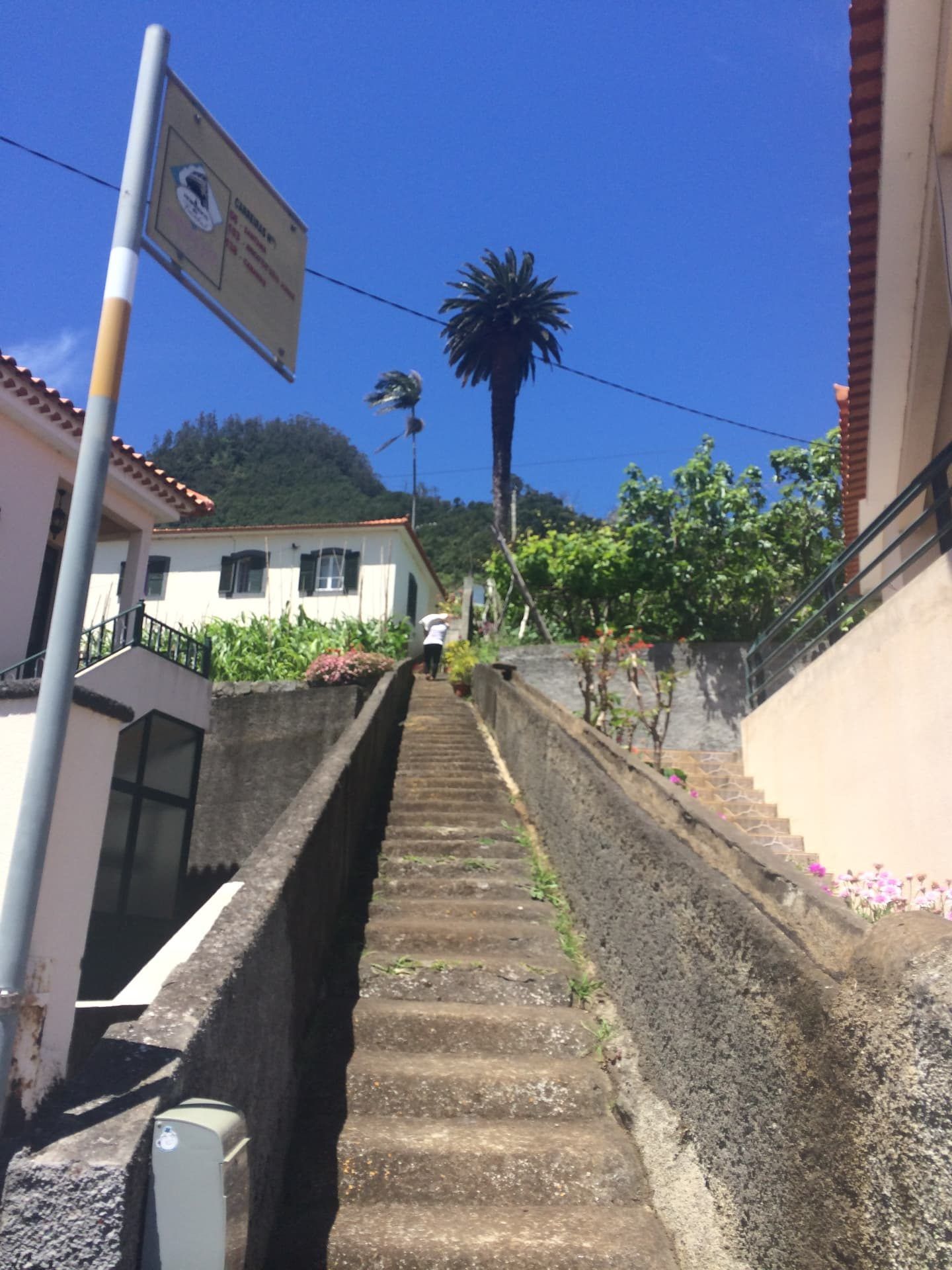 A steep stone step lane climbing through Faial village past a tall palm tree