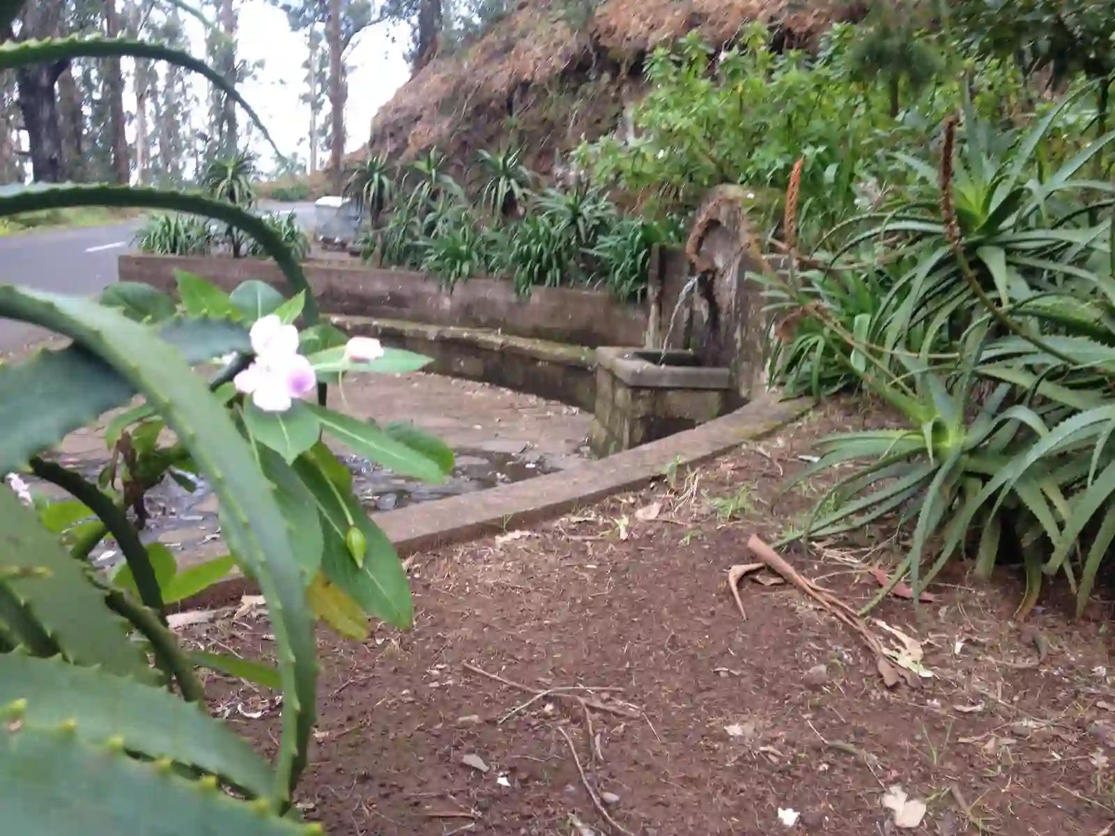 Roadside spring and drinking fountain at Ponta do Pargo