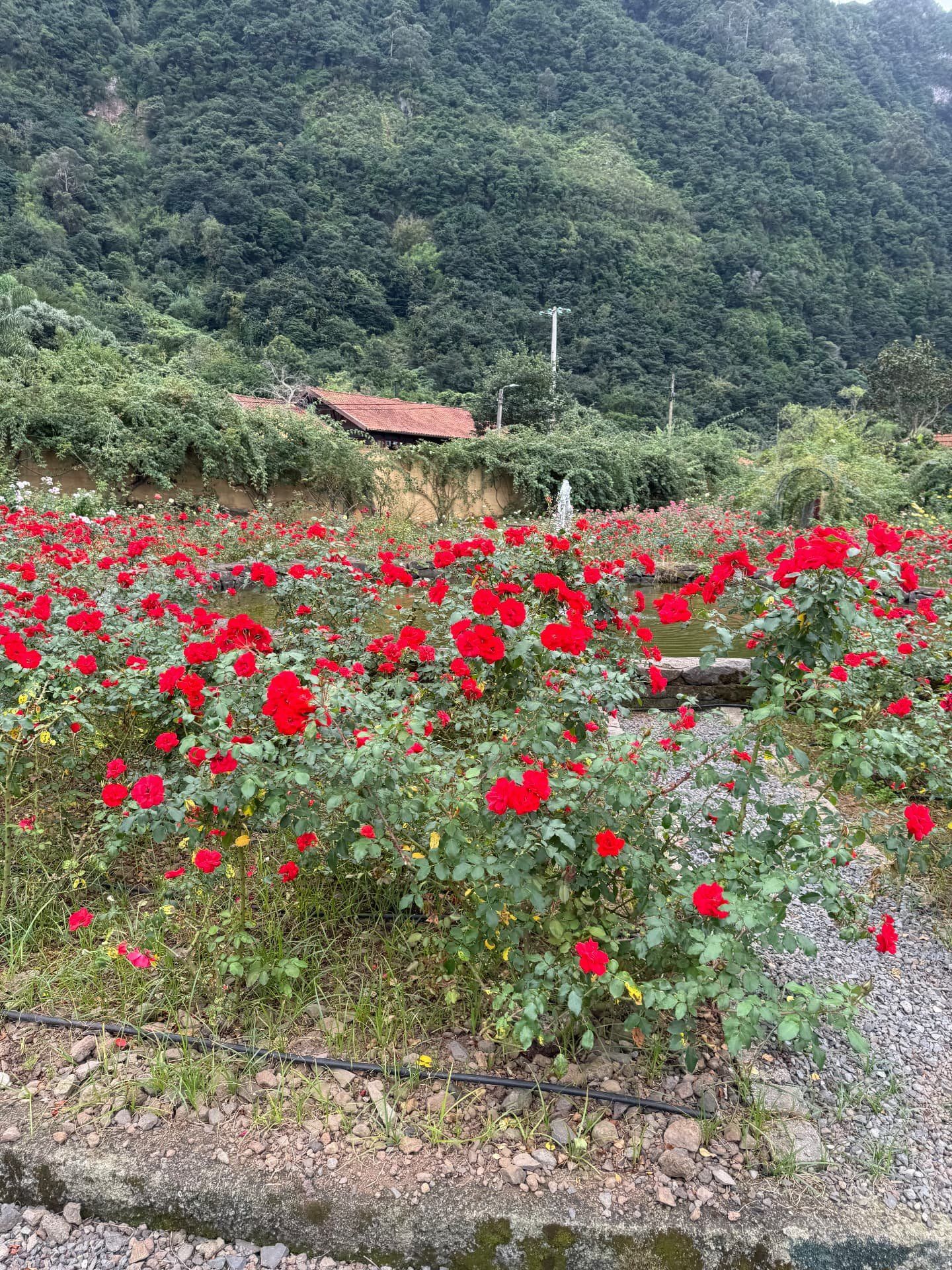 Rose garden in full bloom at Quinta do Arco, Santana, Madeira