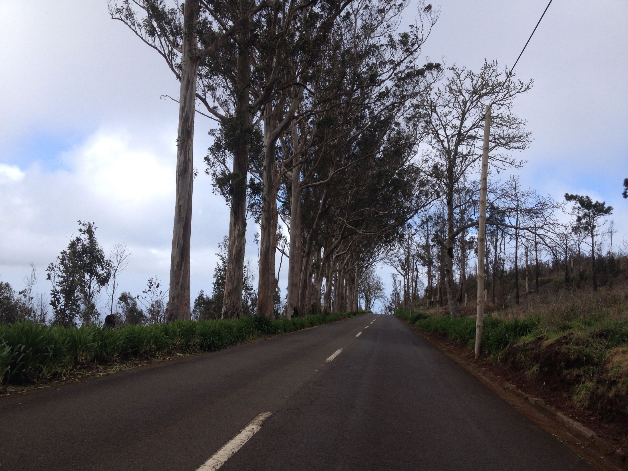 Estrada alcatroada a subir, ladeada por árvores altas sob um céu nublado