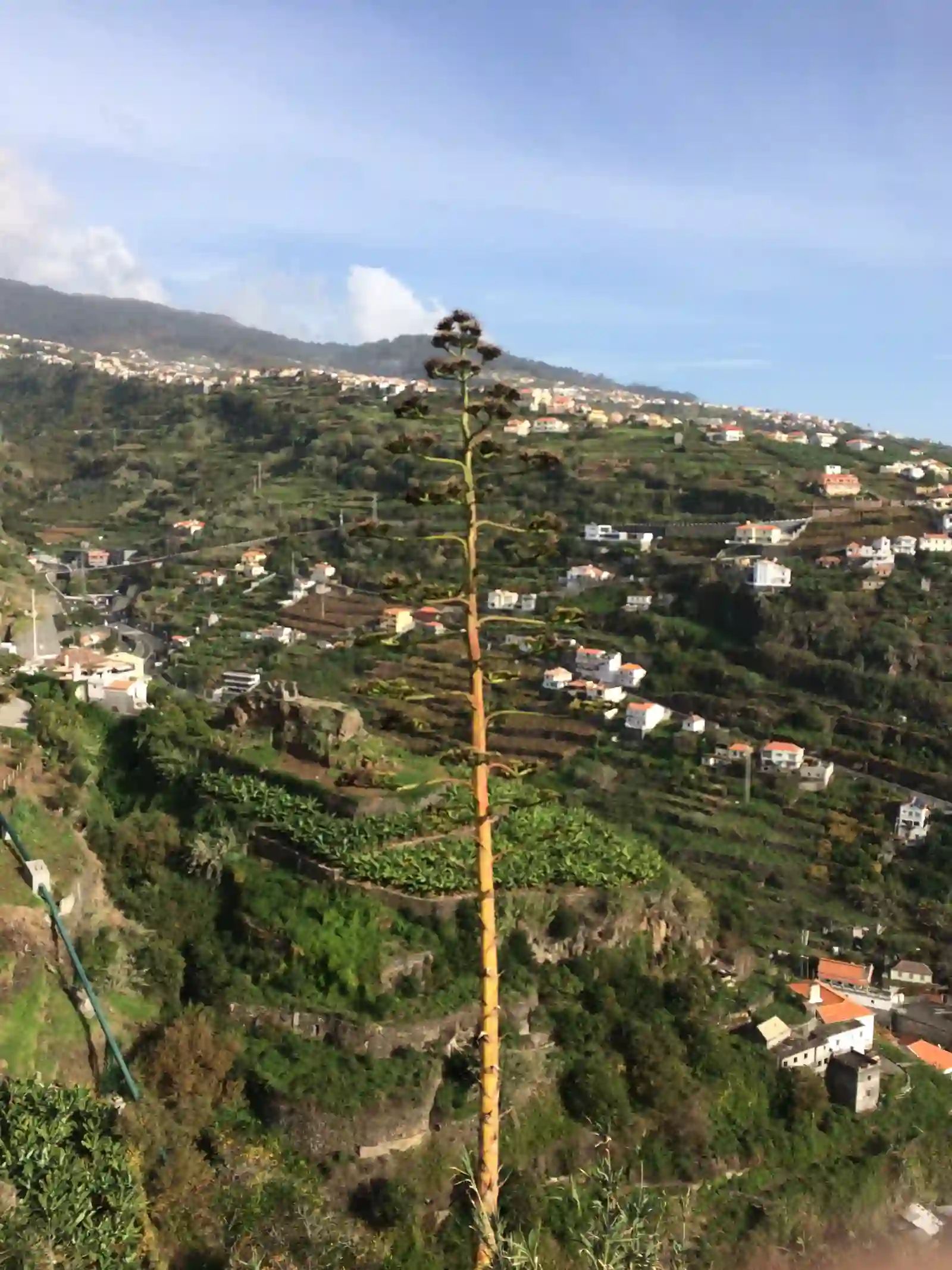 Espiga de flor de agave sobre o vale em socalcos da Calheta