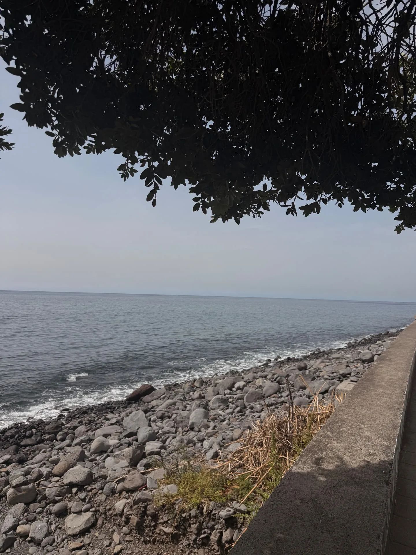 Costa de calhau e muro sob uma árvore na Madalena do Mar