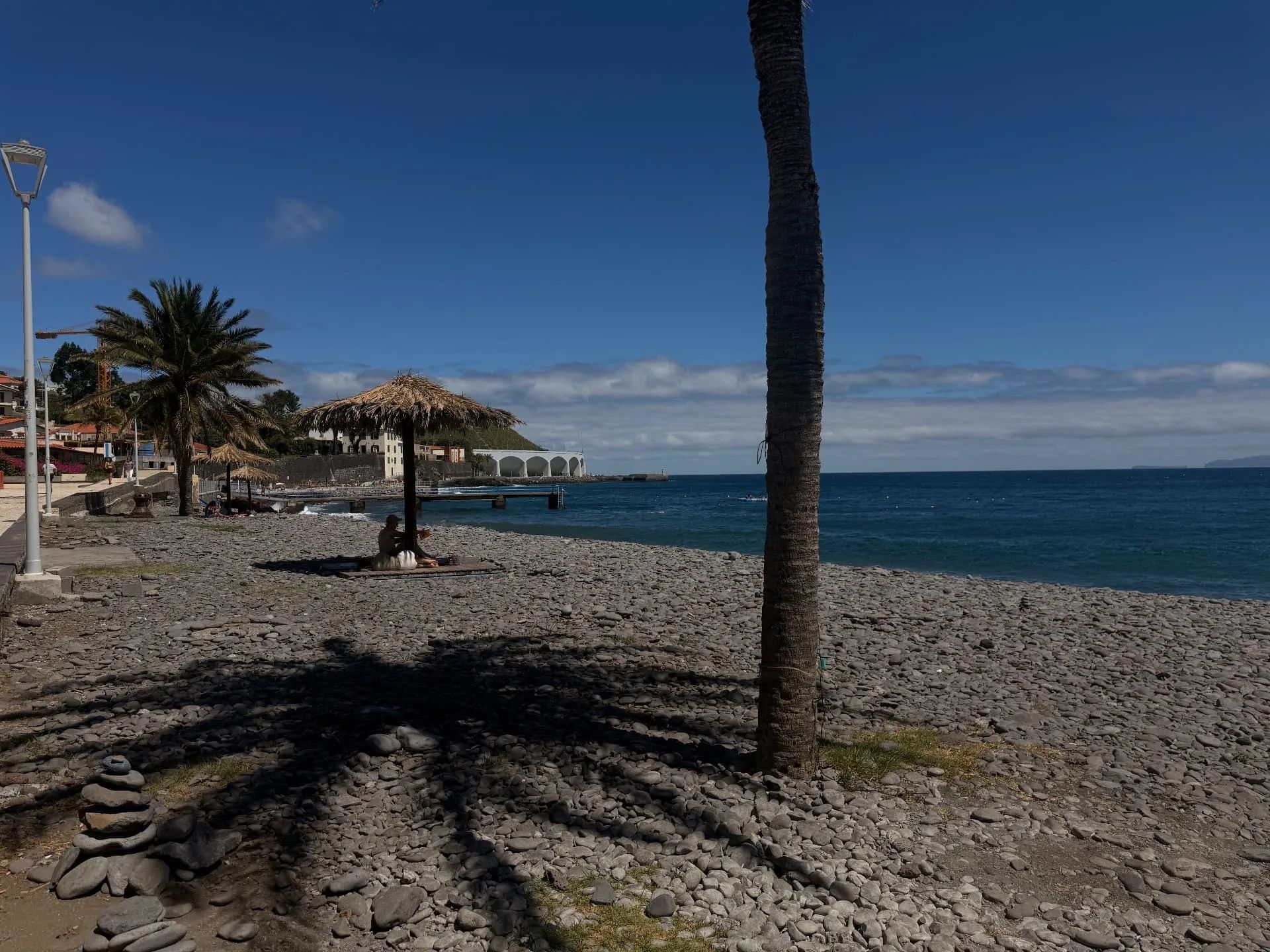 Palm tree on Santa Cruz pebble beach looking out to the Atlantic