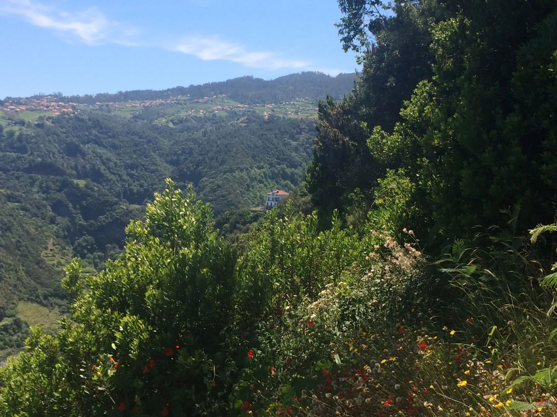 Wide view over the green São Jorge valley under a blue sky, wildflowers in the foreground