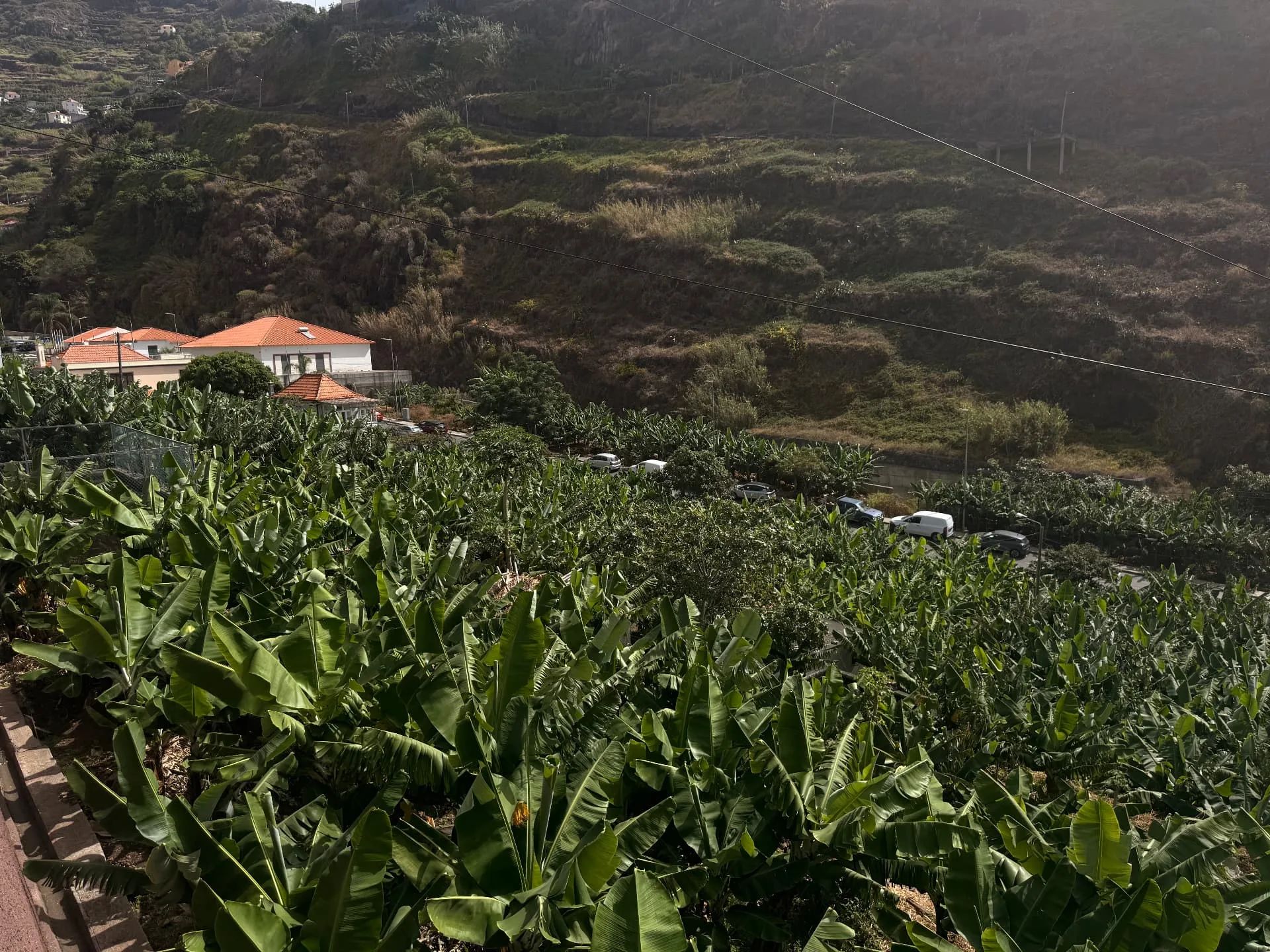 Banana plantations filling the Tabua valley floor below the road