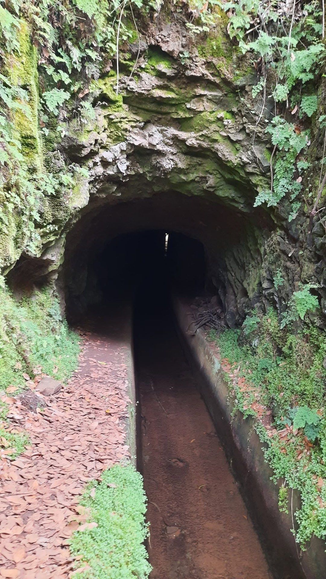 Moss- and fern-covered rock tunnel carrying the Levada dos Tornos water channel between Monte and Camacha, Madeira, with the leaf-strewn walking path beside the water