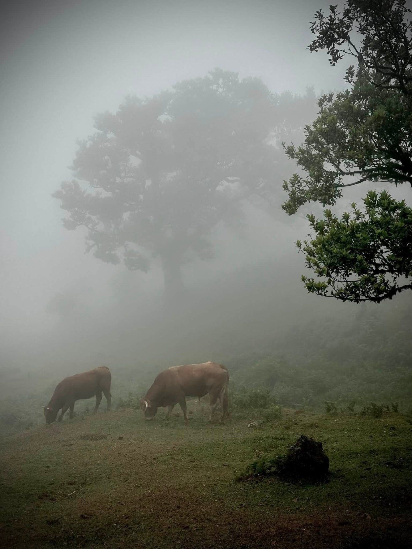 Cows grazing beneath an ancient laurel tree in thick fog at Fanal Forest, Madeira