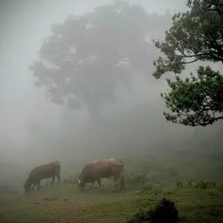 Cows grazing beneath an ancient laurel tree in thick fog at Fanal Forest, Madeira
