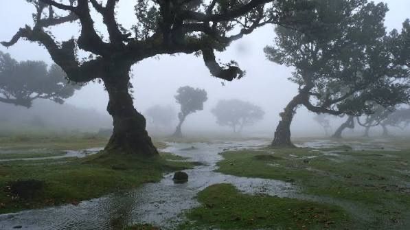 Twisted trees stand in thick fog above wet grass and pools of water.